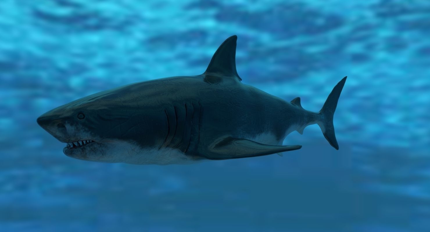 Great White Shark Model  7 animations Pack Low-poly 3D model_4