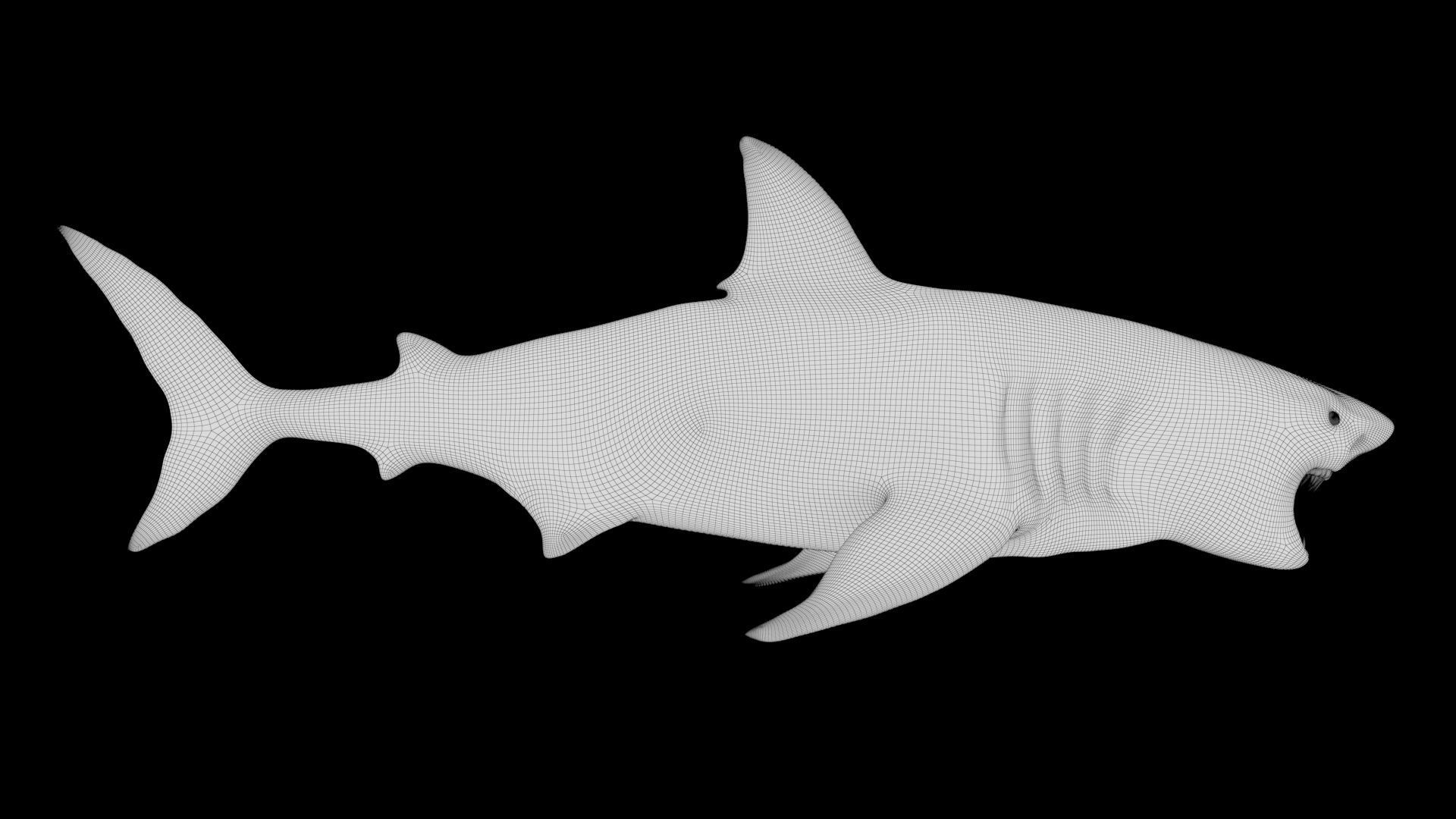 Great White Shark Model  7 animations Pack Low-poly 3D model_21