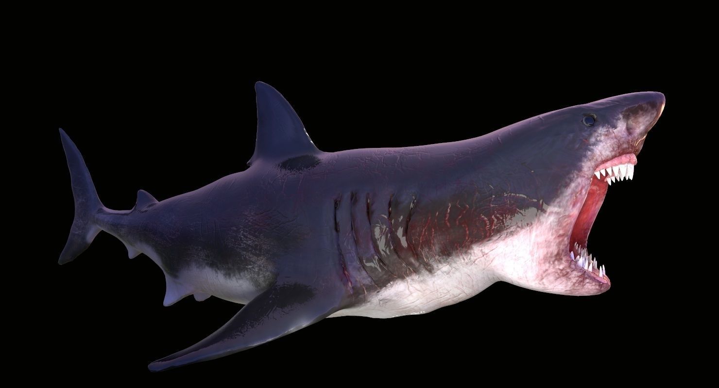 Great White Shark Model  7 animations Pack Low-poly 3D model_6