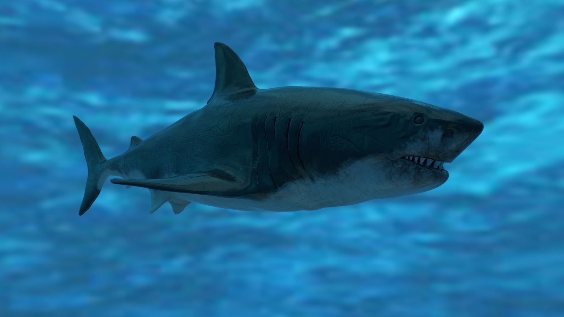 Great White Shark Model  7 animations Pack Low-poly 3D model_13