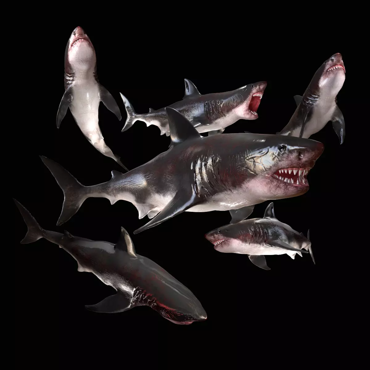Great White Shark Model  7 animations Pack Low-poly 3D model_0