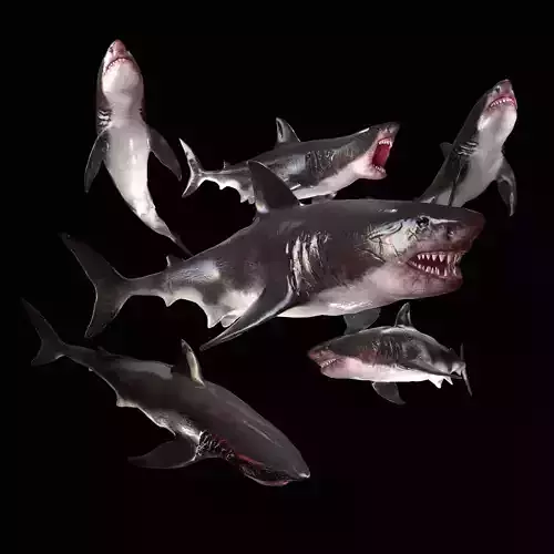 Great White Shark Model  7 animations Pack Low-poly 3D model