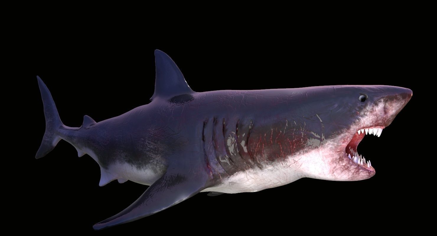 Great White Shark Model  7 animations Pack Low-poly 3D model_5