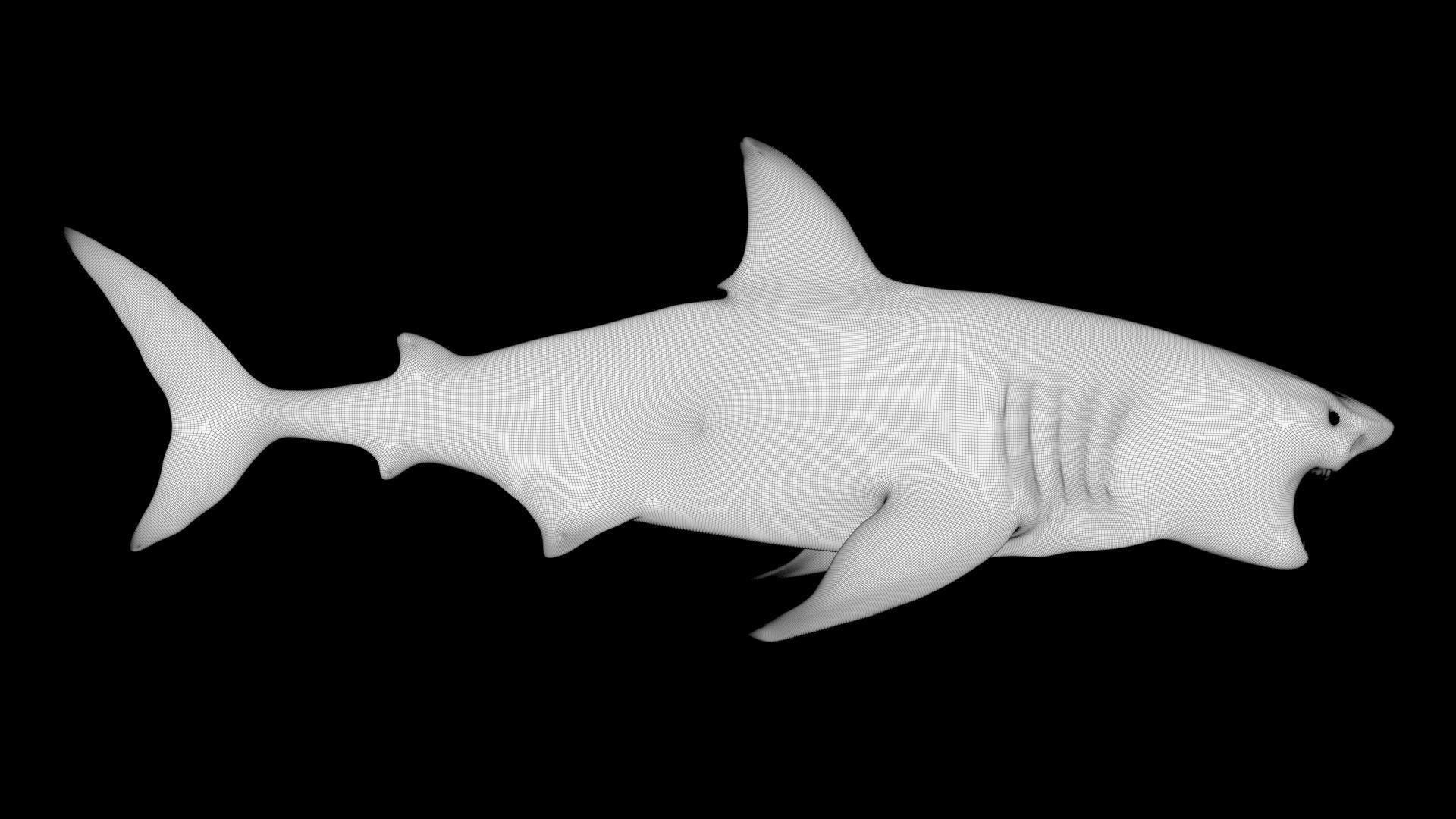 Great White Shark Model  7 animations Pack Low-poly 3D model_22