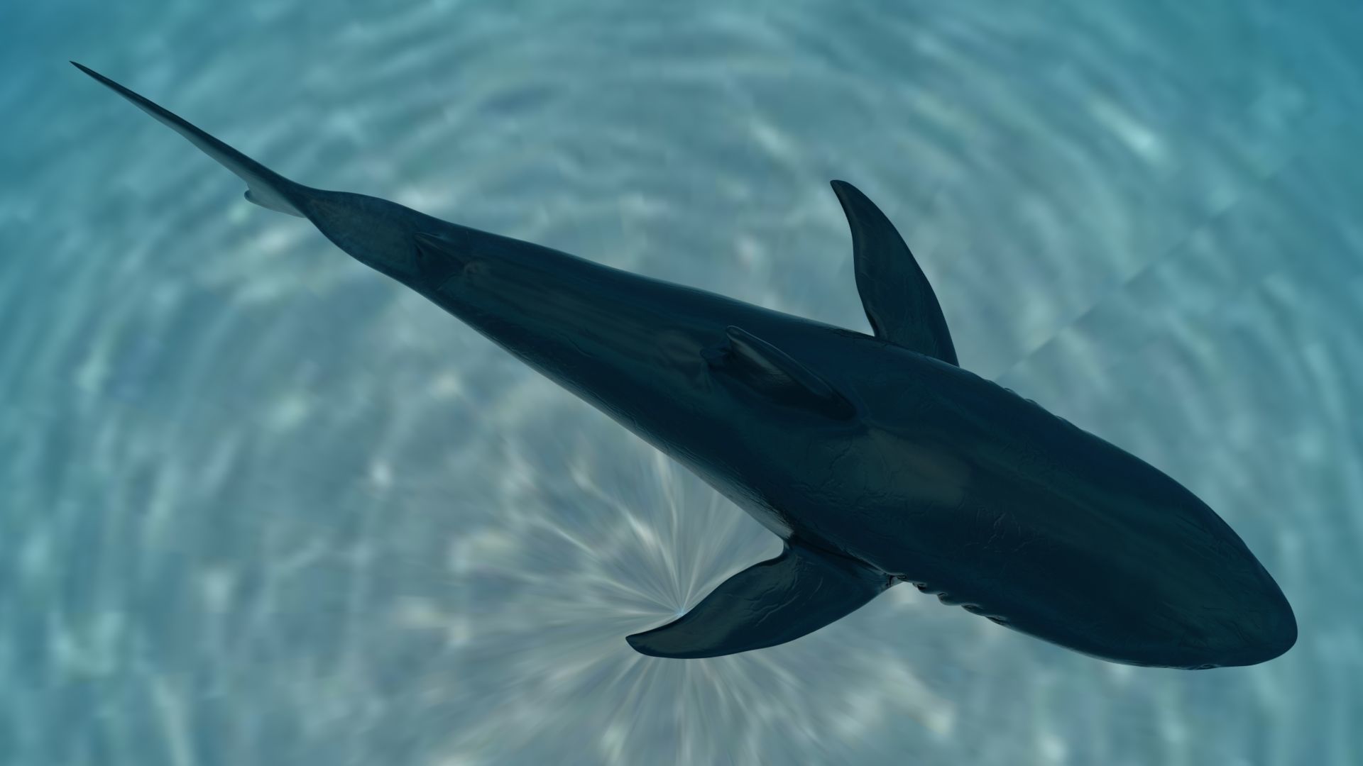 Great White Shark Model  7 animations Pack Low-poly 3D model_15