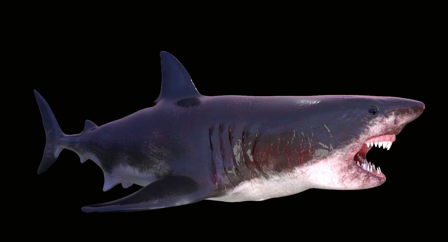 Great White Shark Model  7 animations Pack Low-poly 3D model_7