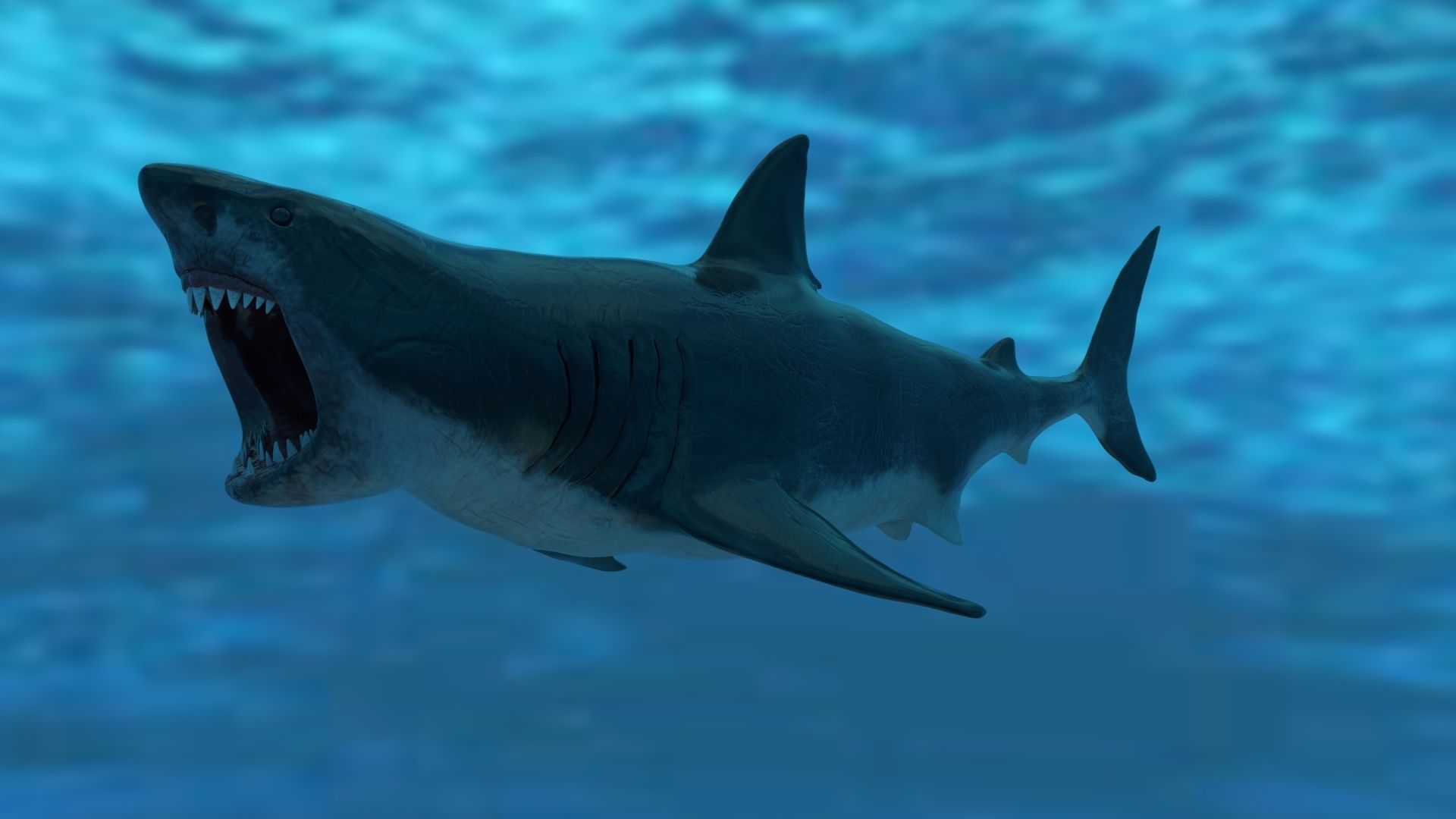 Great White Shark Model  7 animations Pack Low-poly 3D model_11