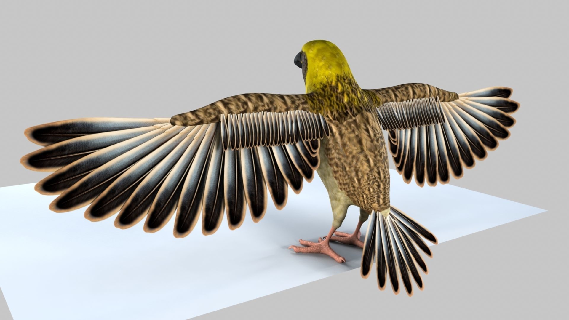 Baya Weaver 3D model_3