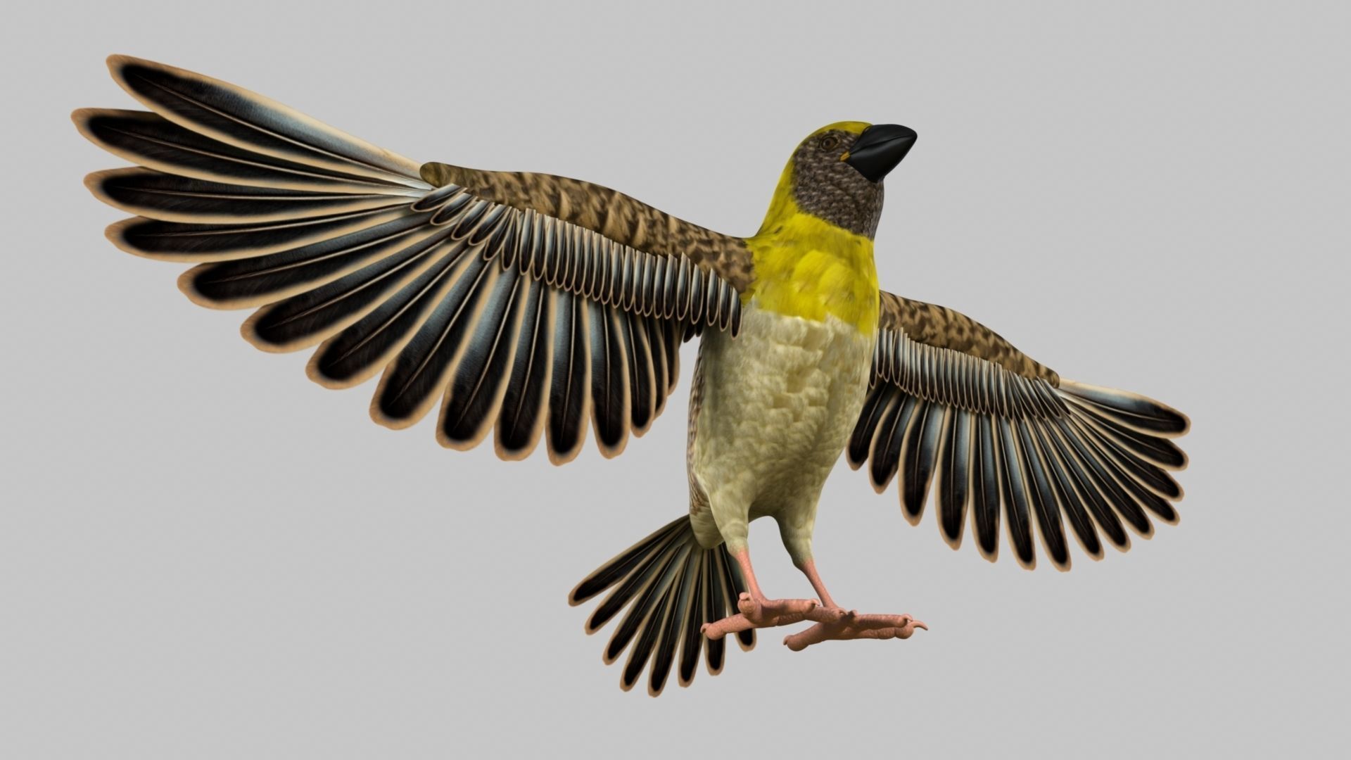 Baya Weaver 3D model_34