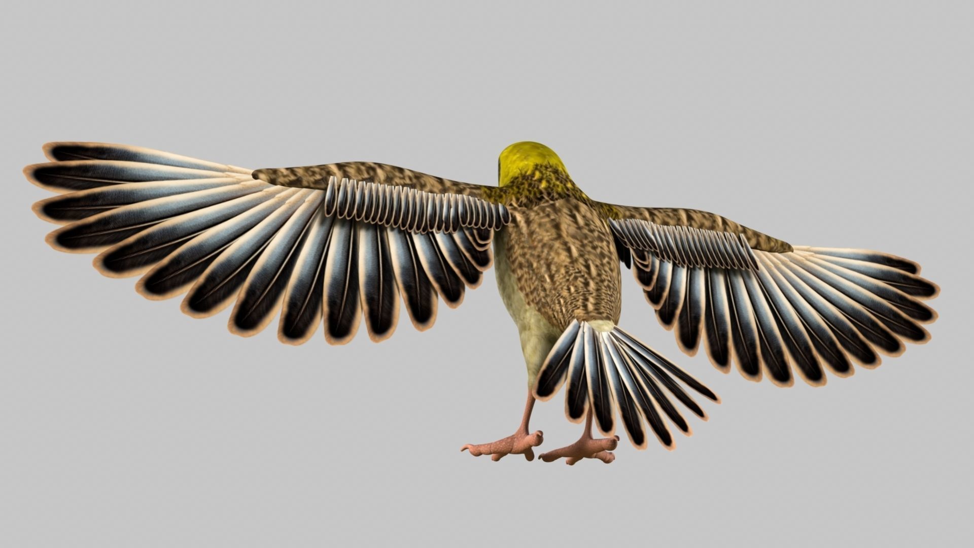 Baya Weaver 3D model_16