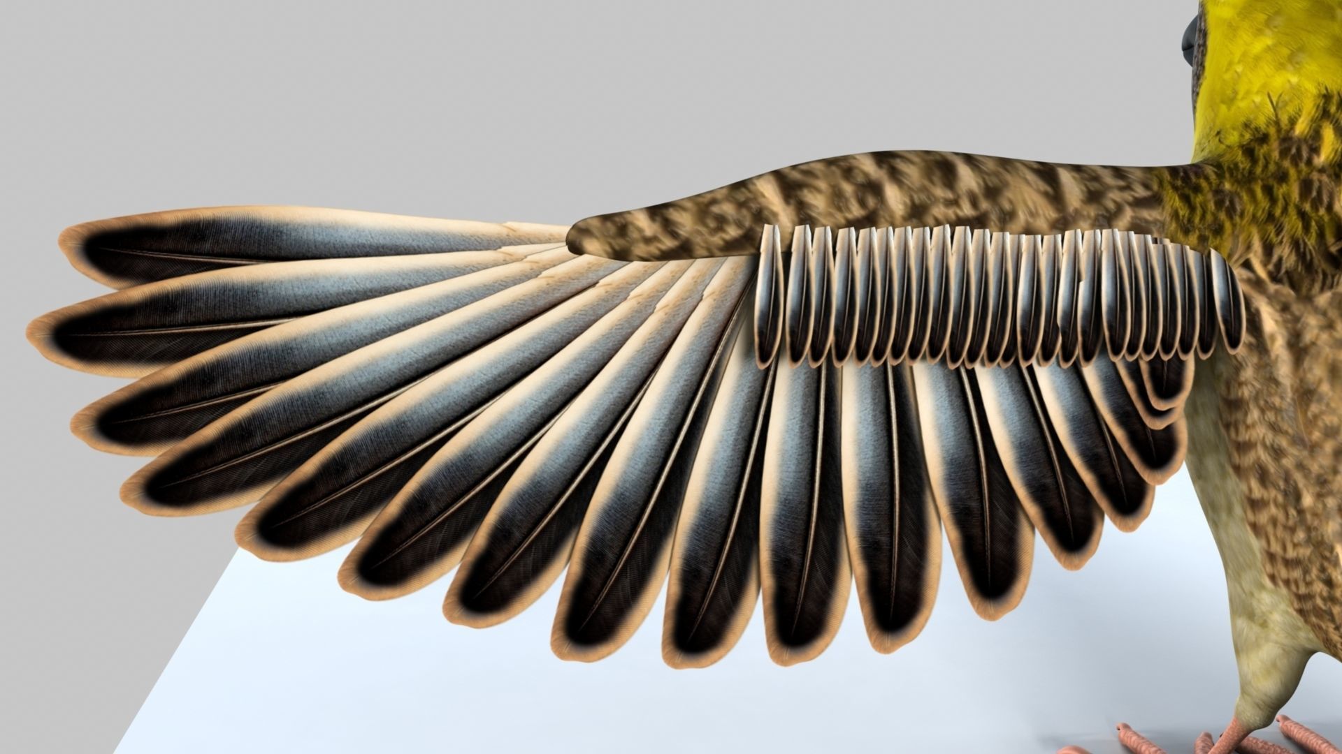 Baya Weaver 3D model_10