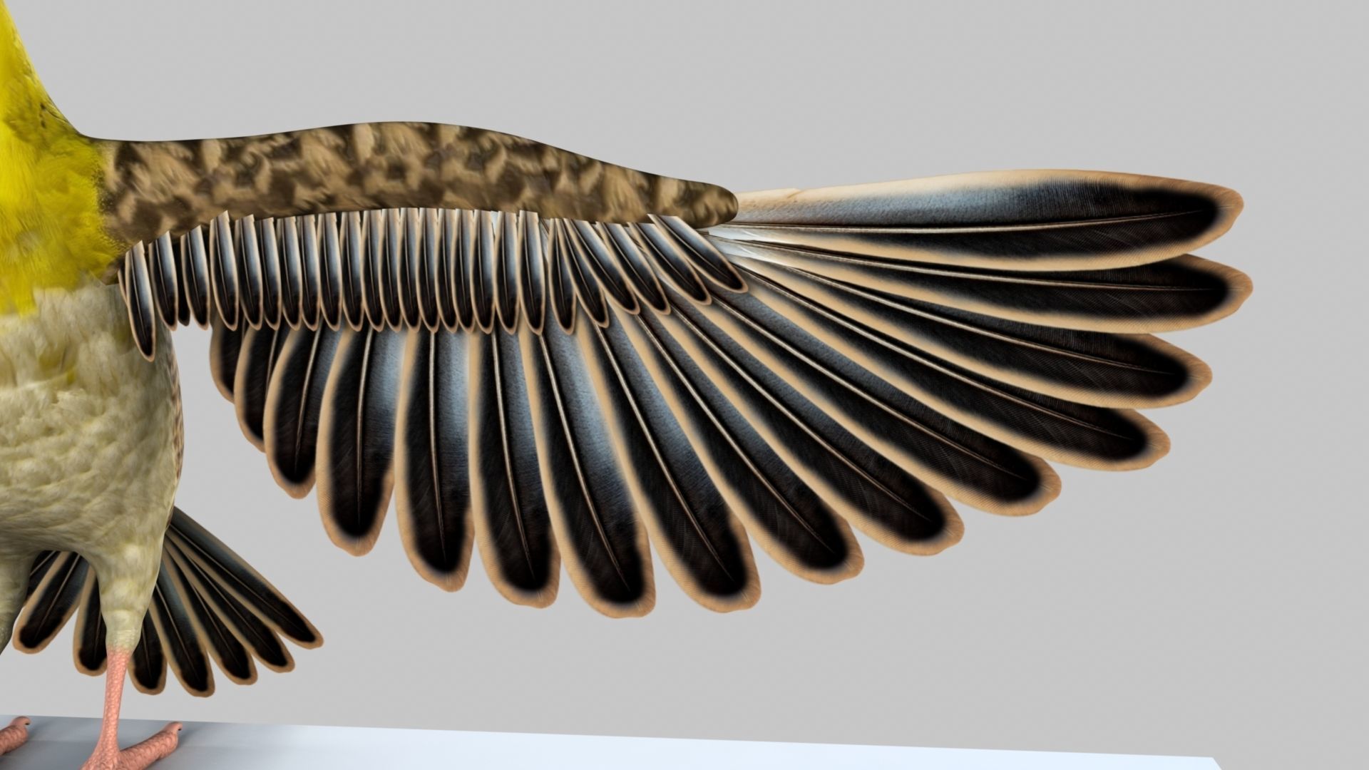Baya Weaver 3D model_7