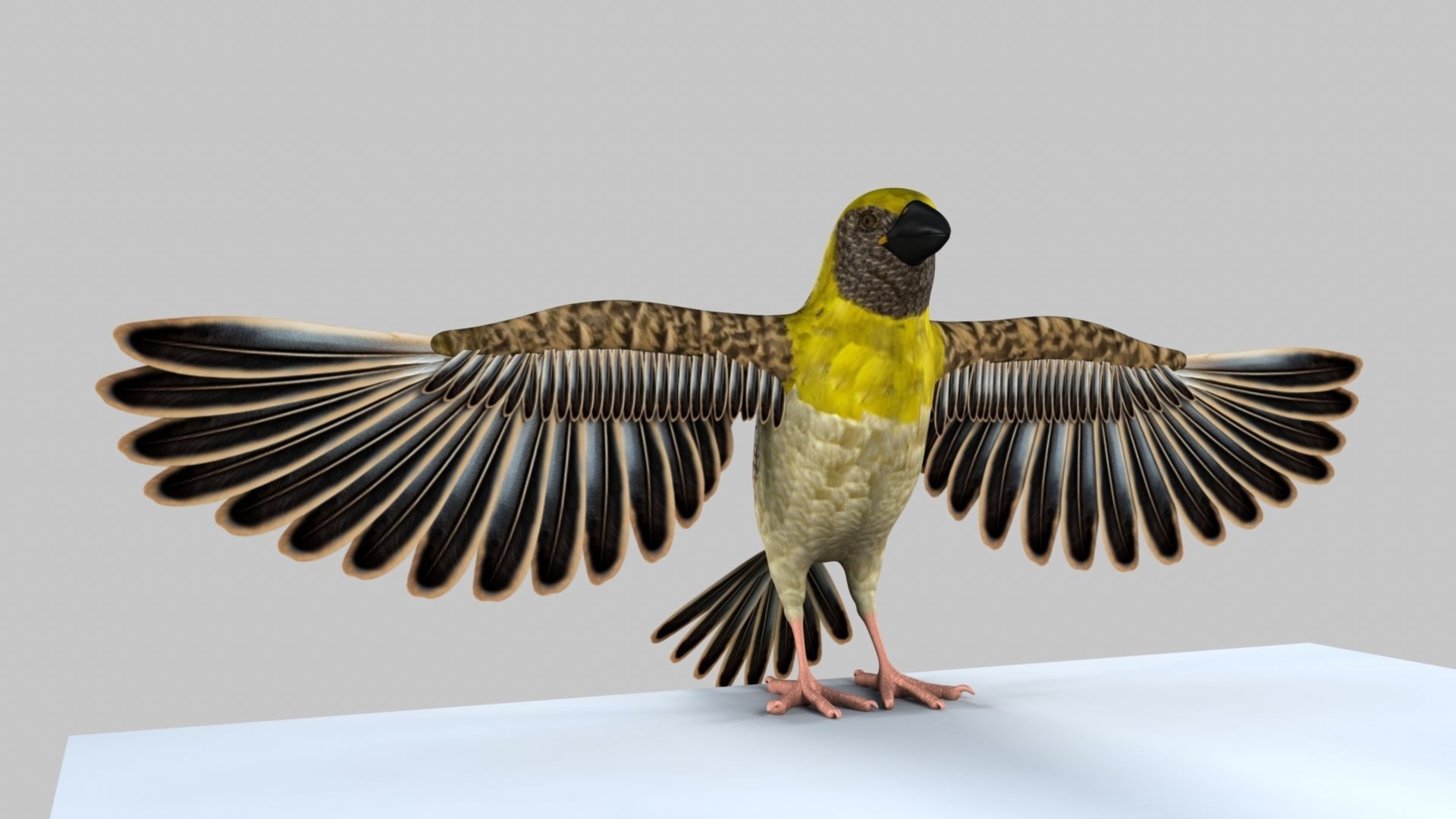 Baya Weaver 3D model_2