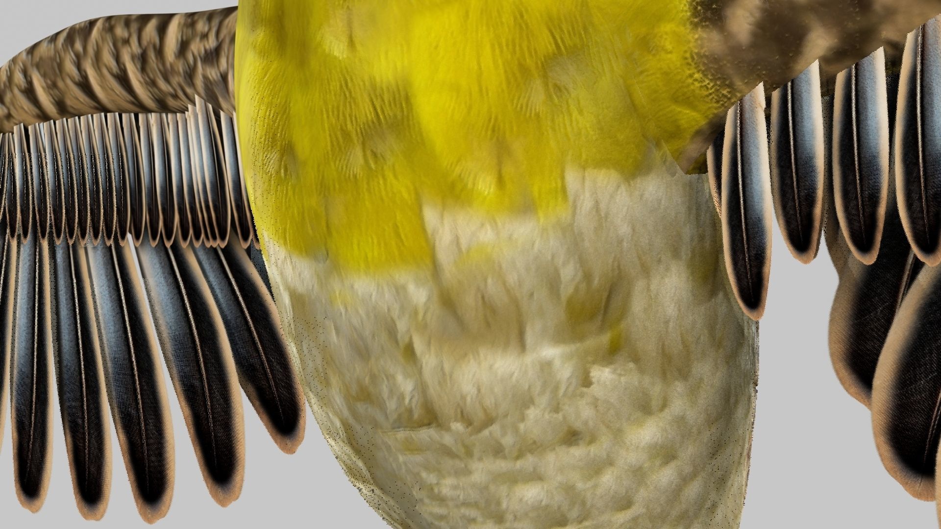Baya Weaver 3D model_35