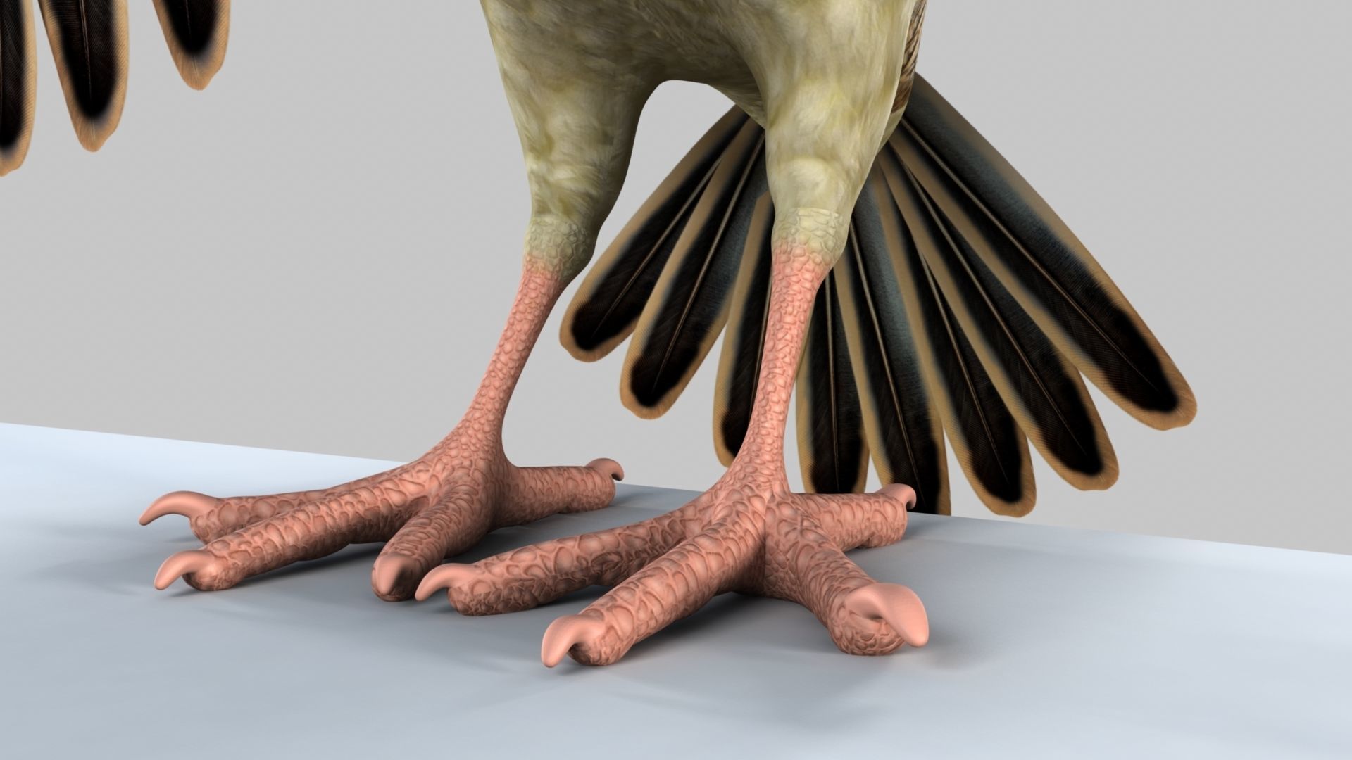 Baya Weaver 3D model_6