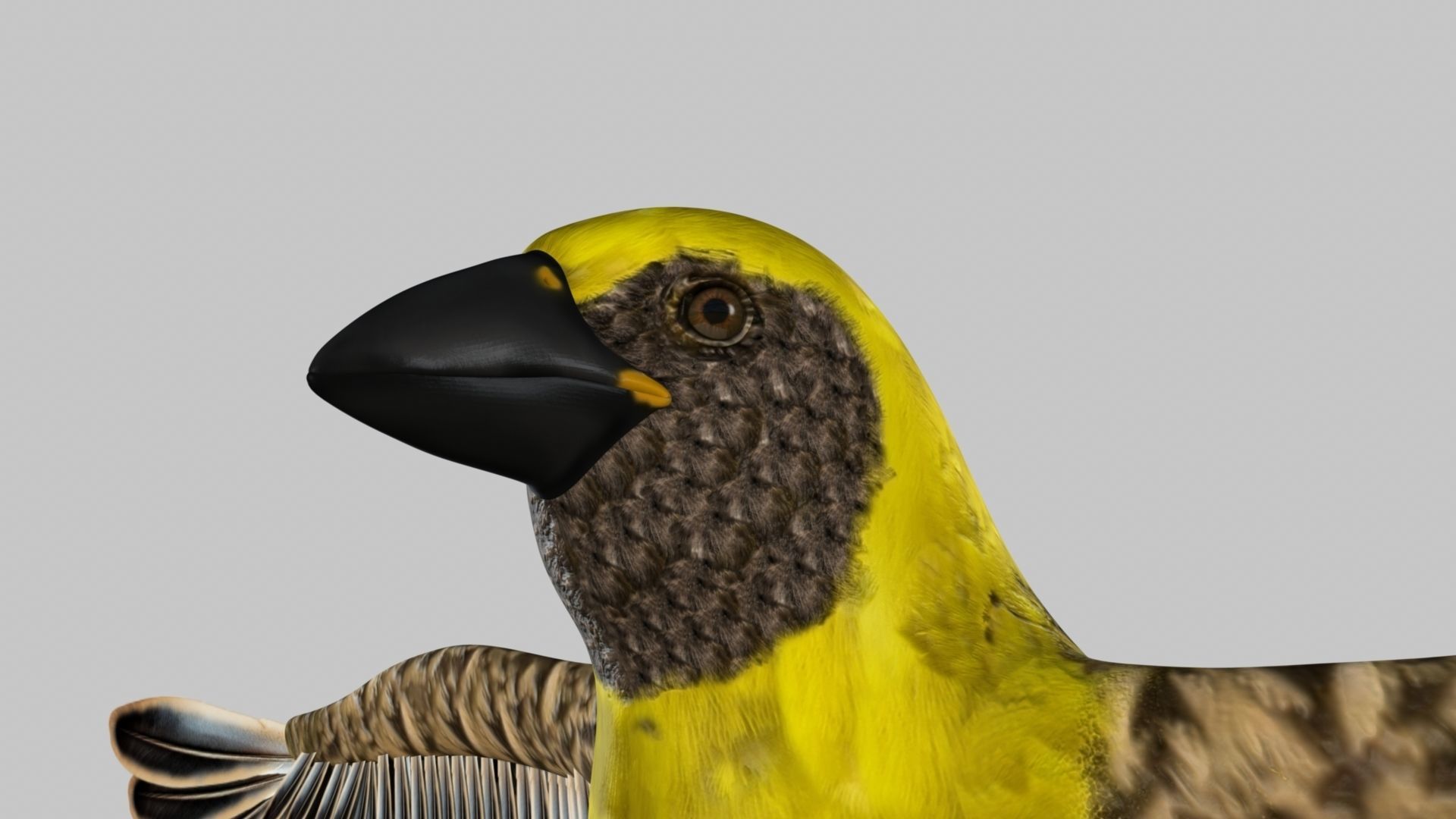 Baya Weaver 3D model_33