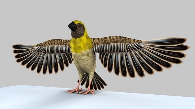 Baya Weaver 3D model