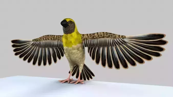 Baya Weaver 3D model