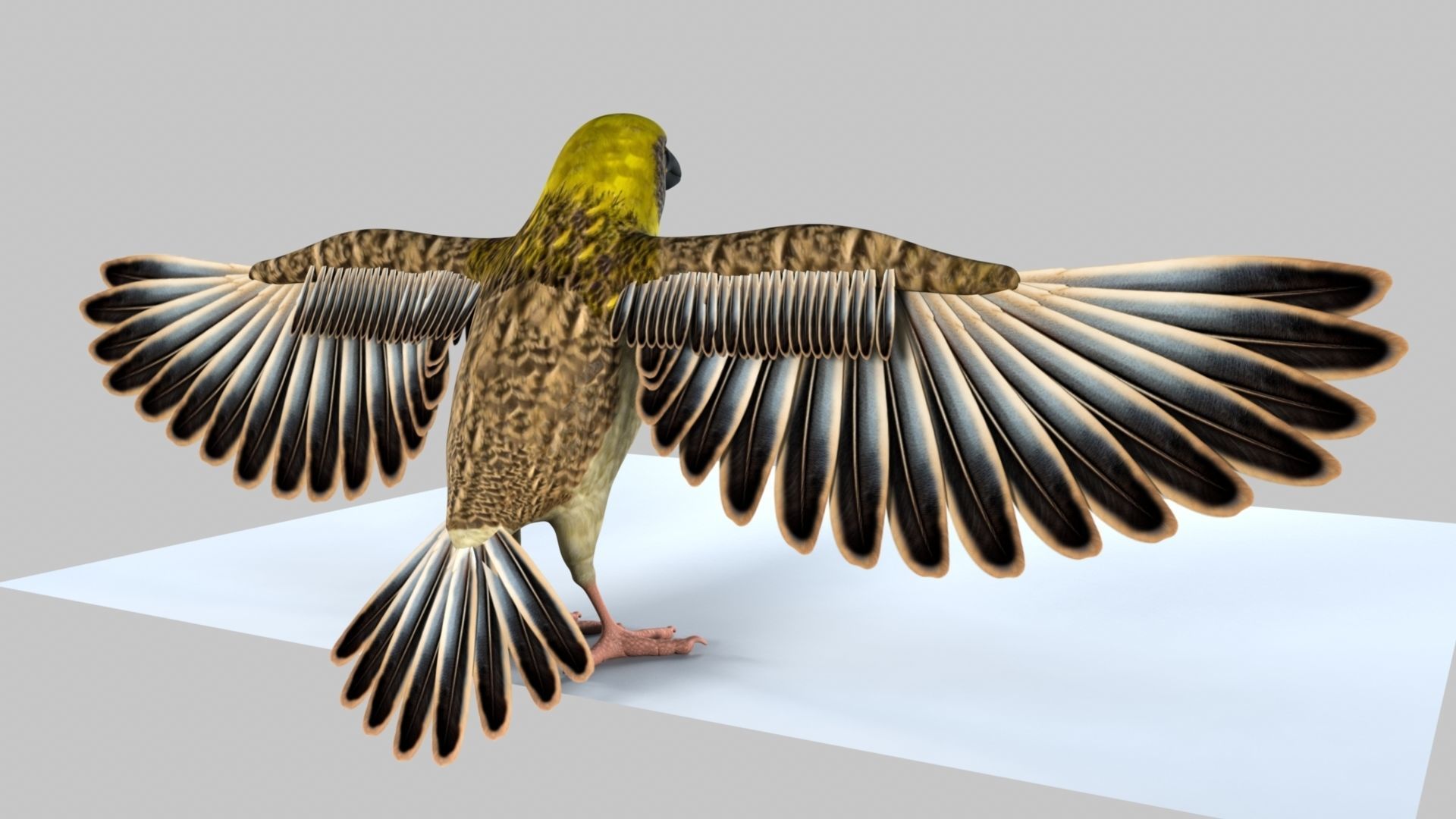 Baya Weaver 3D model_5