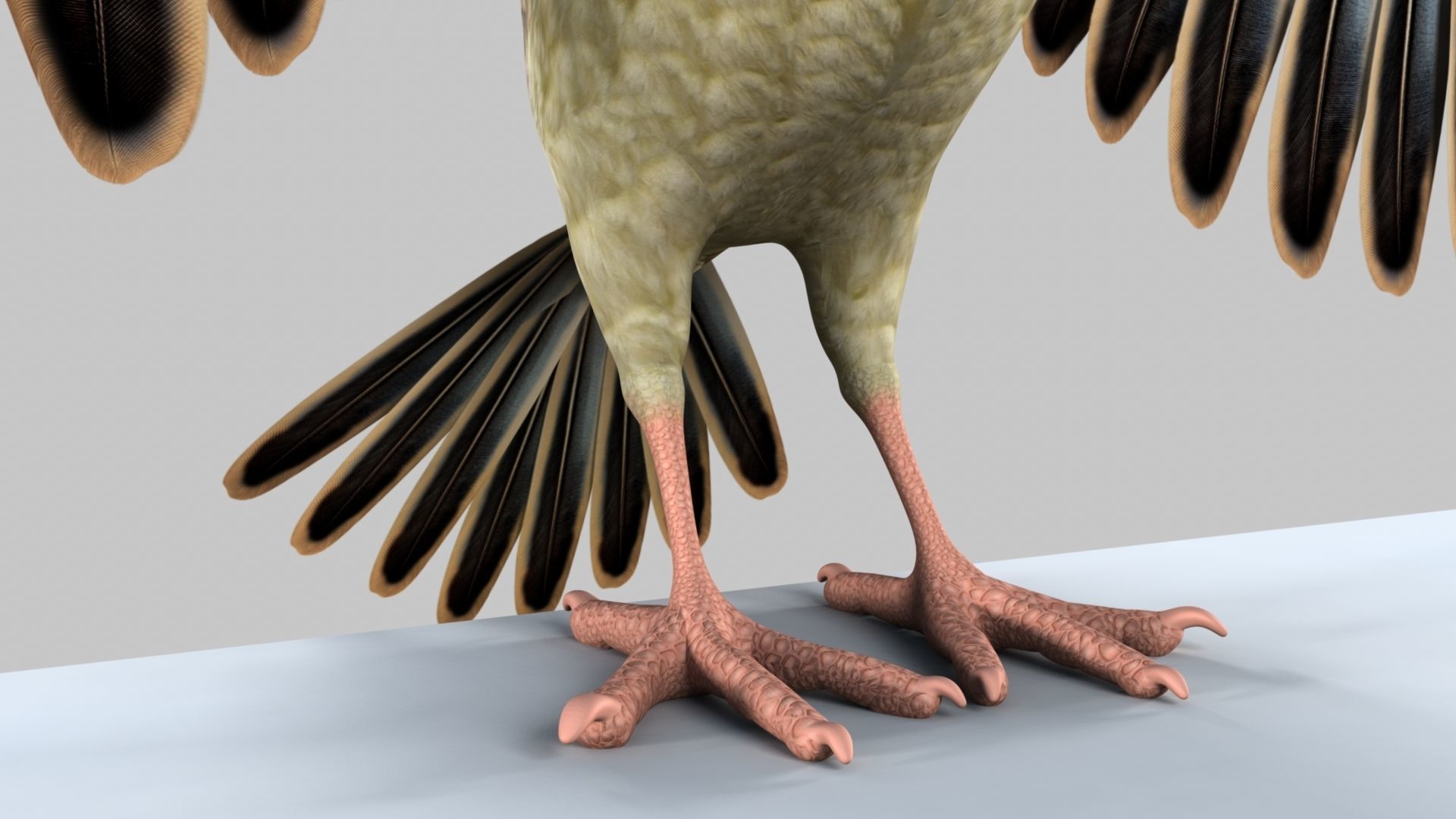 Baya Weaver 3D model_8
