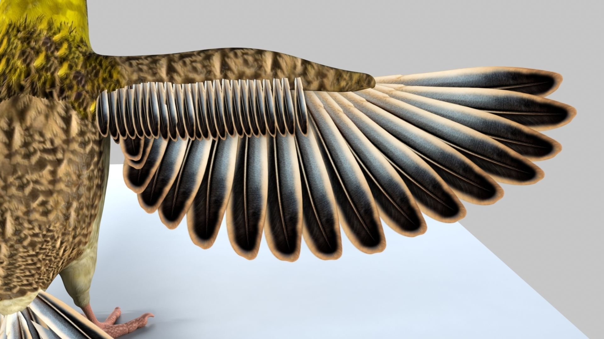 Baya Weaver 3D model_9