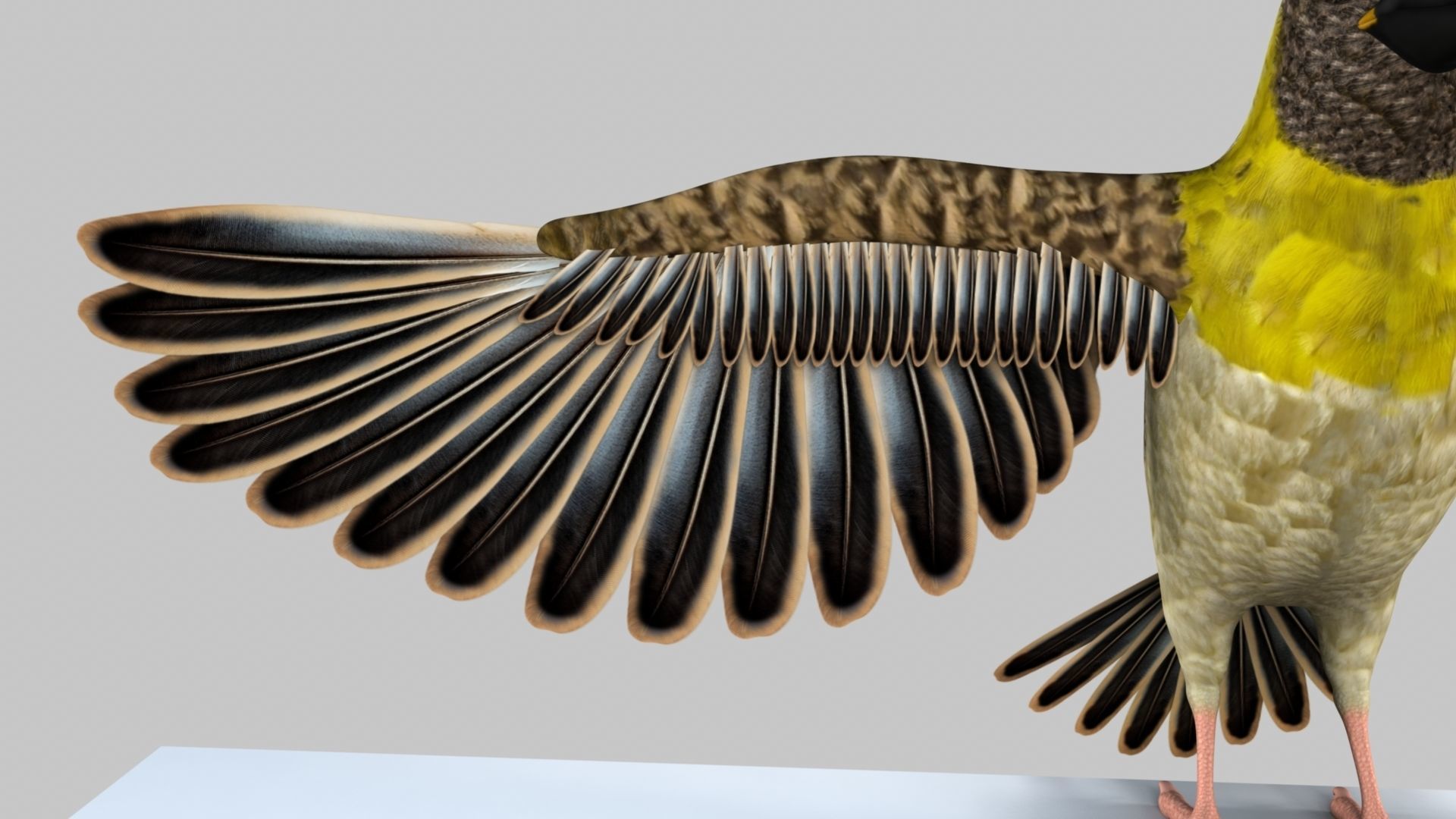 Baya Weaver 3D model_11