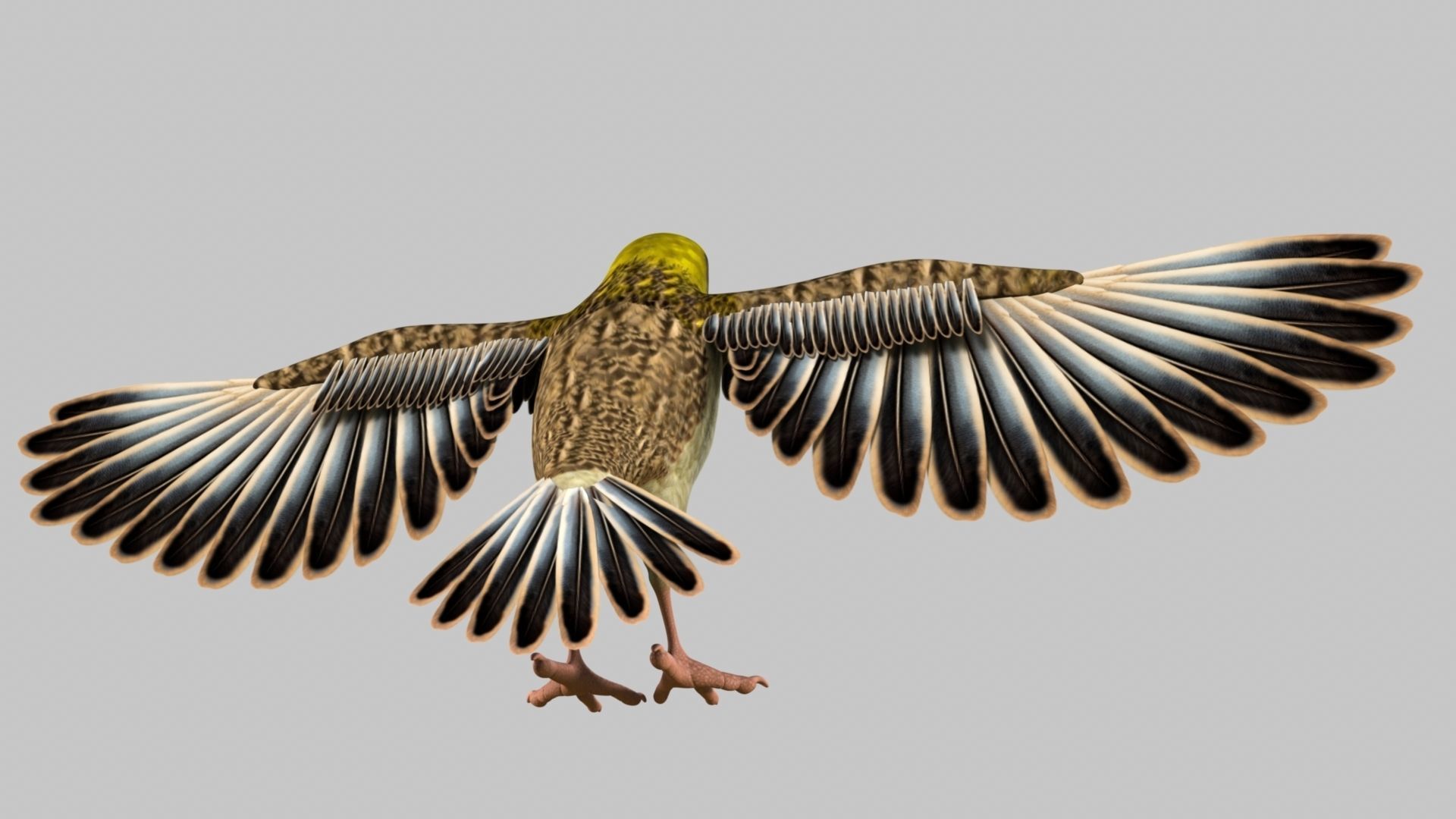 Baya Weaver 3D model_15