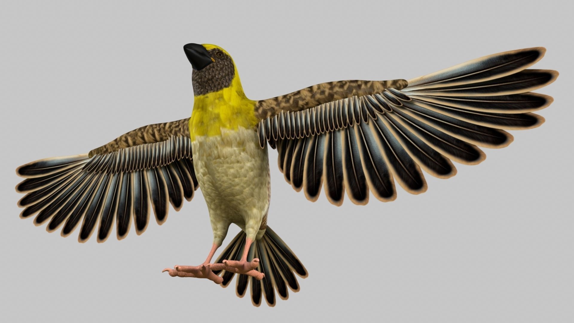 Baya Weaver 3D model_12