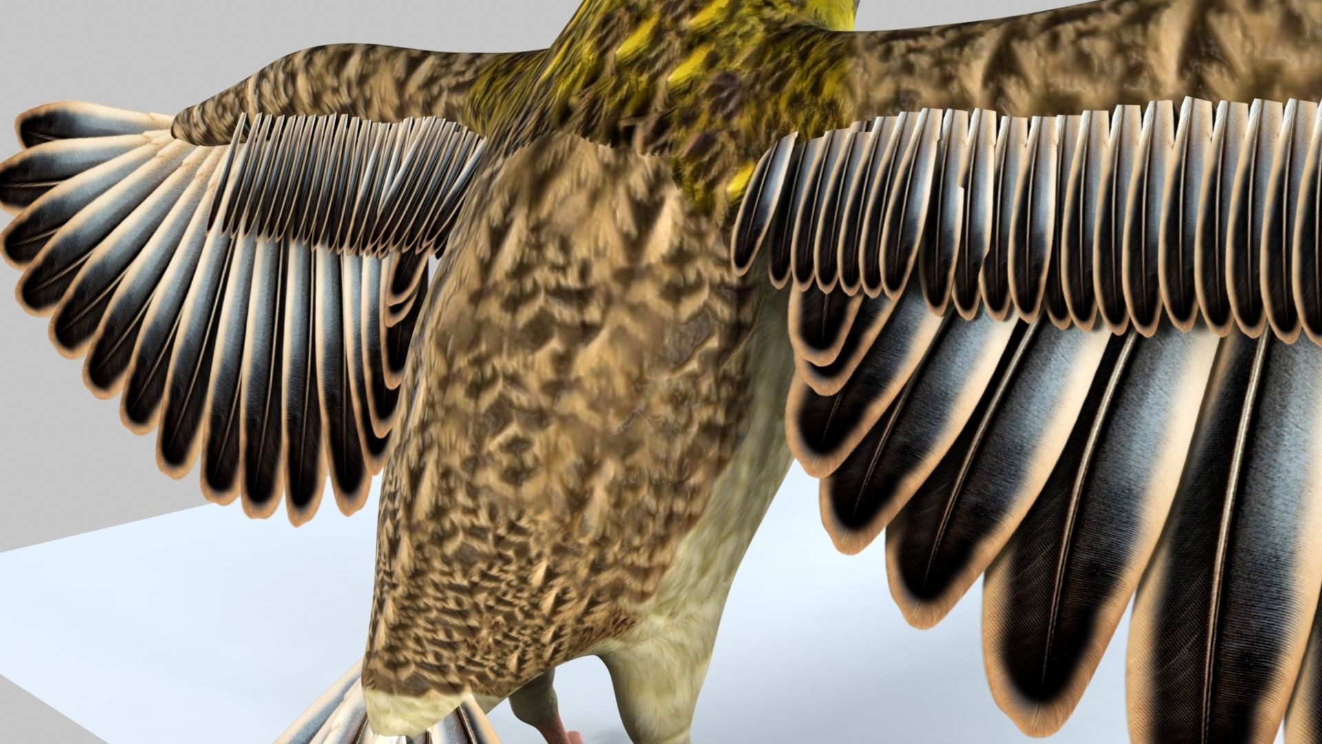 Baya Weaver 3D model_36