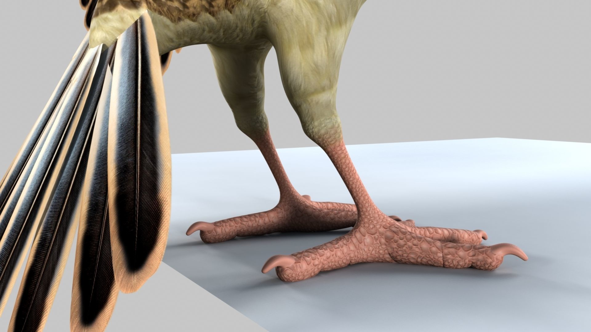 Baya Weaver 3D model_13