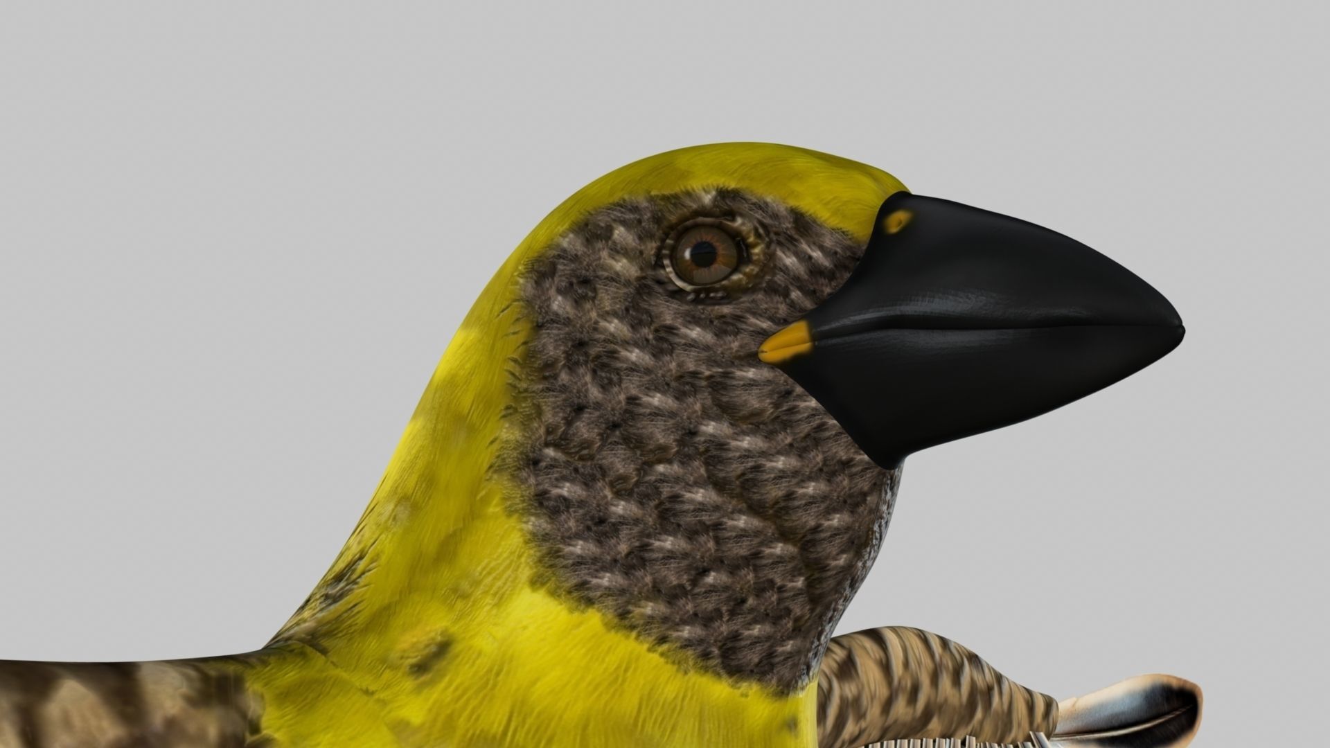 Baya Weaver 3D model_32