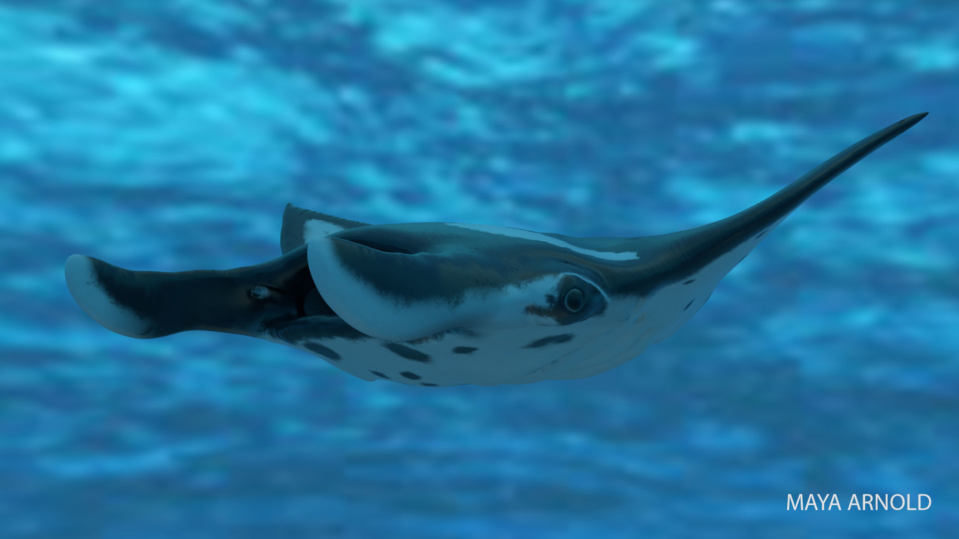 Manta Stingray 6 Animations Unity and UE4 Low-poly 3D model_25