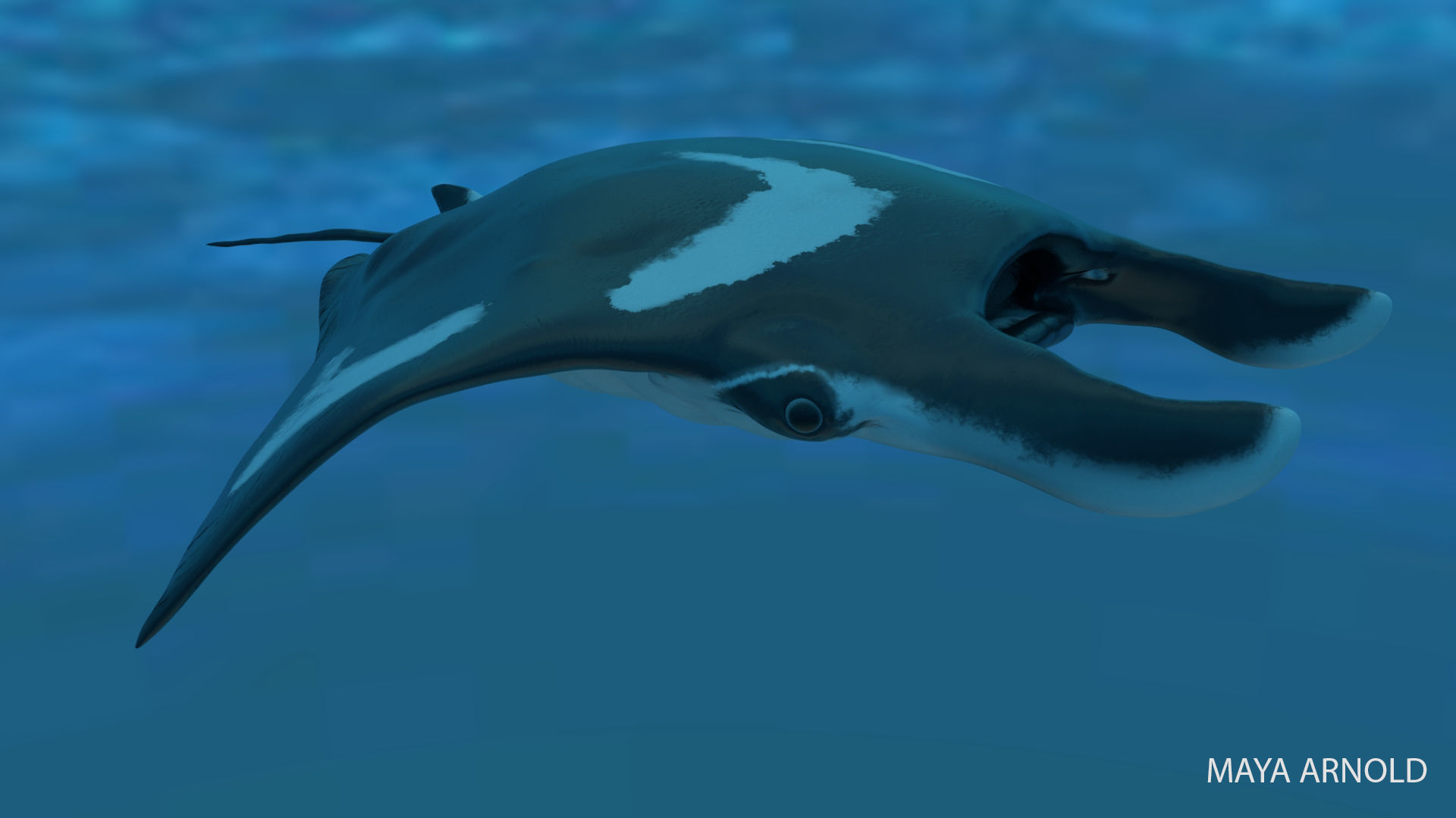 Manta Stingray 6 Animations Unity and UE4 Low-poly 3D model_26