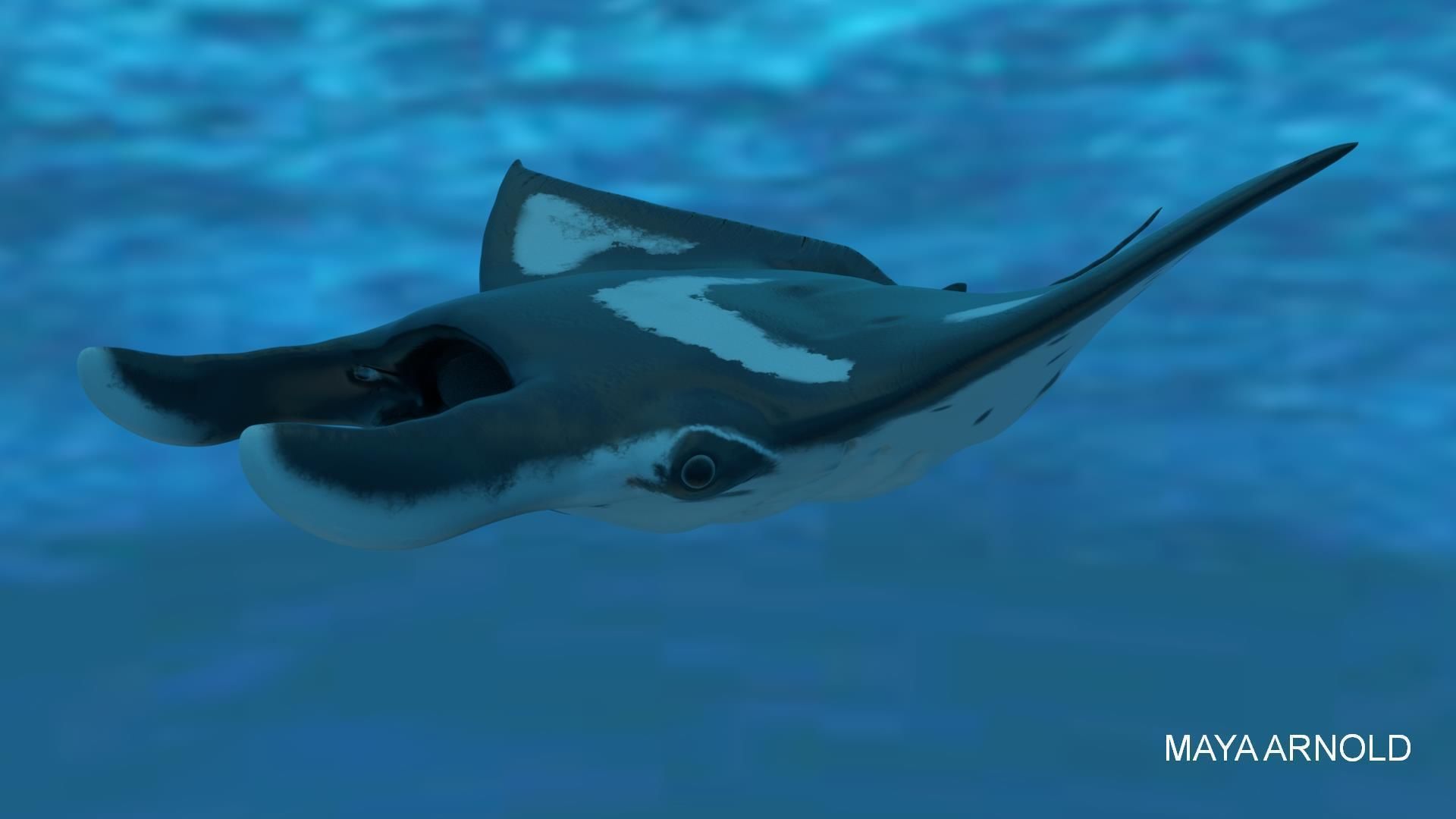 Manta Stingray 6 Animations Unity and UE4 Low-poly 3D model_4