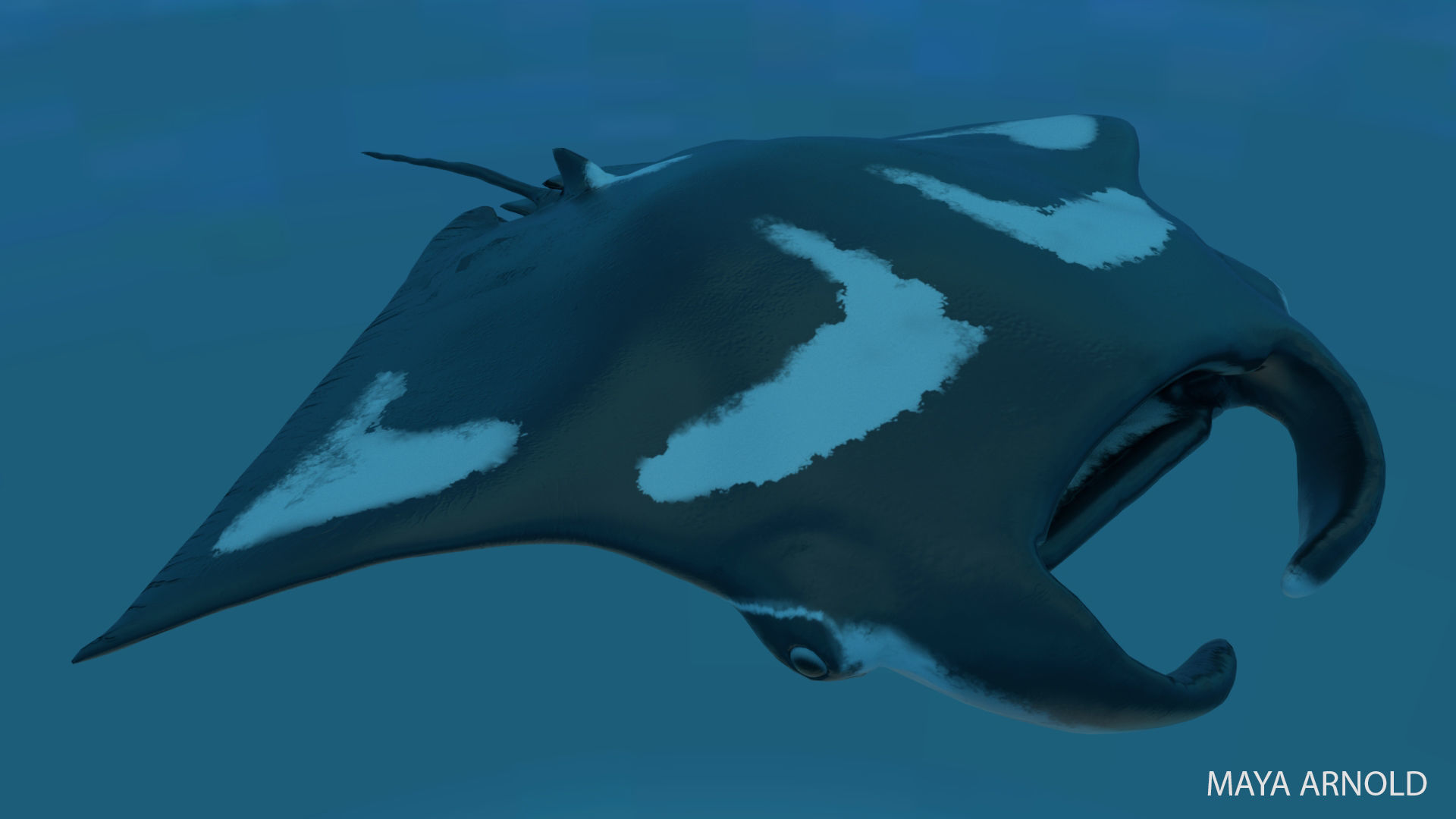 Manta Stingray 6 Animations Unity and UE4 Low-poly 3D model_33