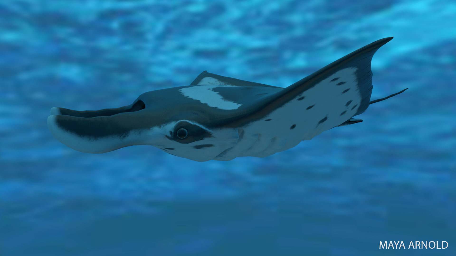 Manta Stingray 6 Animations Unity and UE4 Low-poly 3D model_28