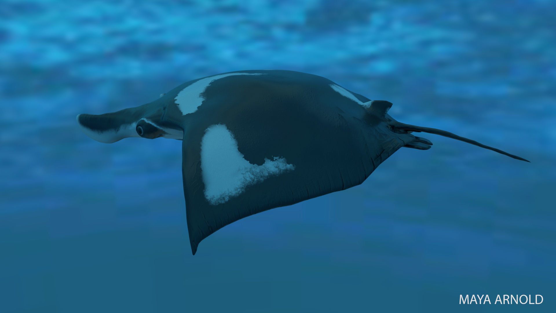 Manta Stingray 6 Animations Unity and UE4 Low-poly 3D model_27