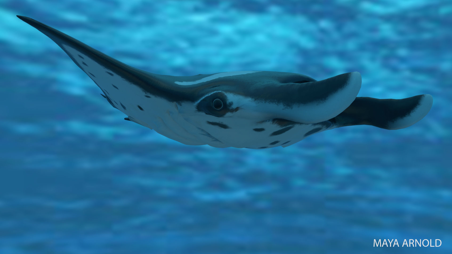 Manta Stingray 6 Animations Unity and UE4 Low-poly 3D model_41