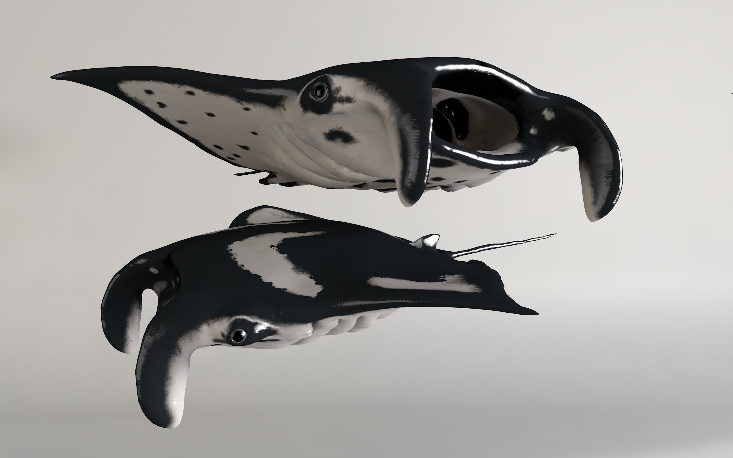 Manta Stingray 6 Animations Unity and UE4 Low-poly 3D model_43