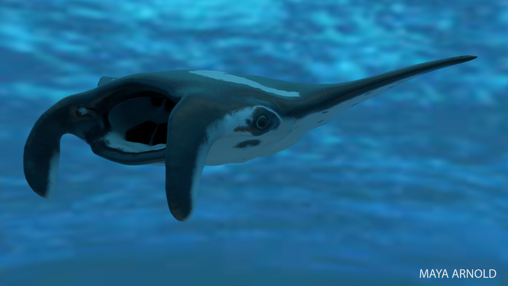 Manta Stingray 6 Animations Unity and UE4 Low-poly 3D model_32