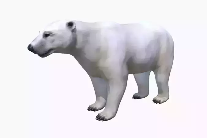 Polar Bear