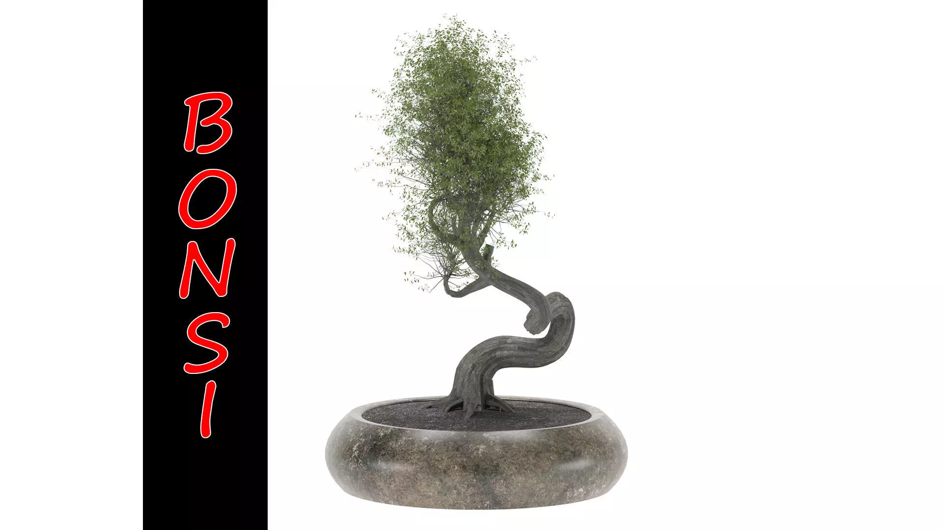 BONSAI tree 3D model