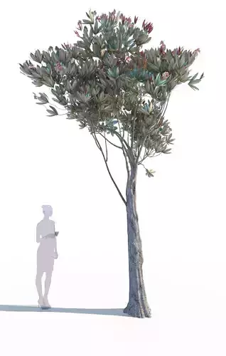Bronze loquat eriobotrya deflexa skinny 3D model