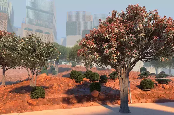 5 models of bronze loquat eriobotrya deflexa flowering trees 3D Model Collection