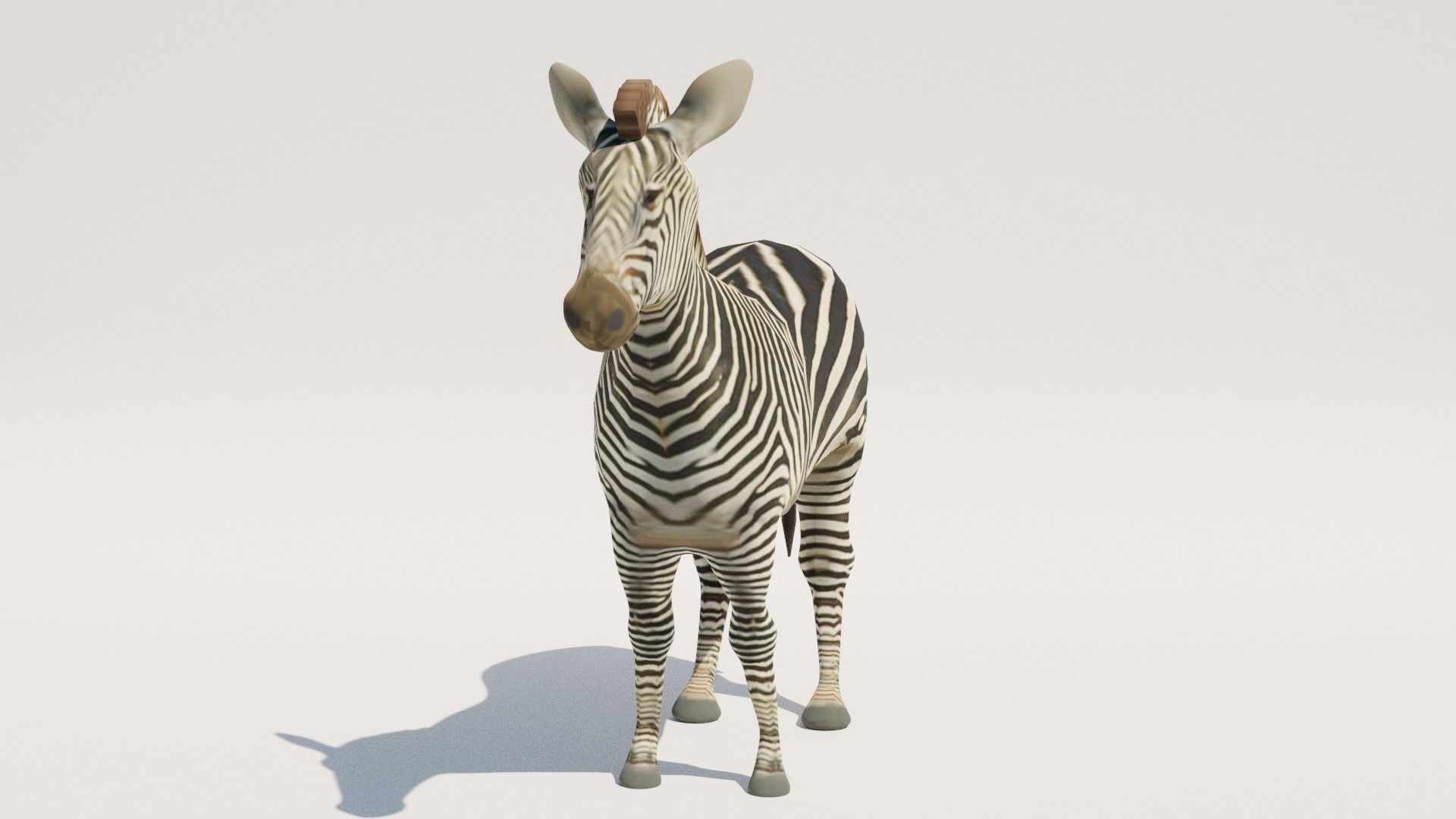 Low-Poly Zebra Low-poly 3D model_2