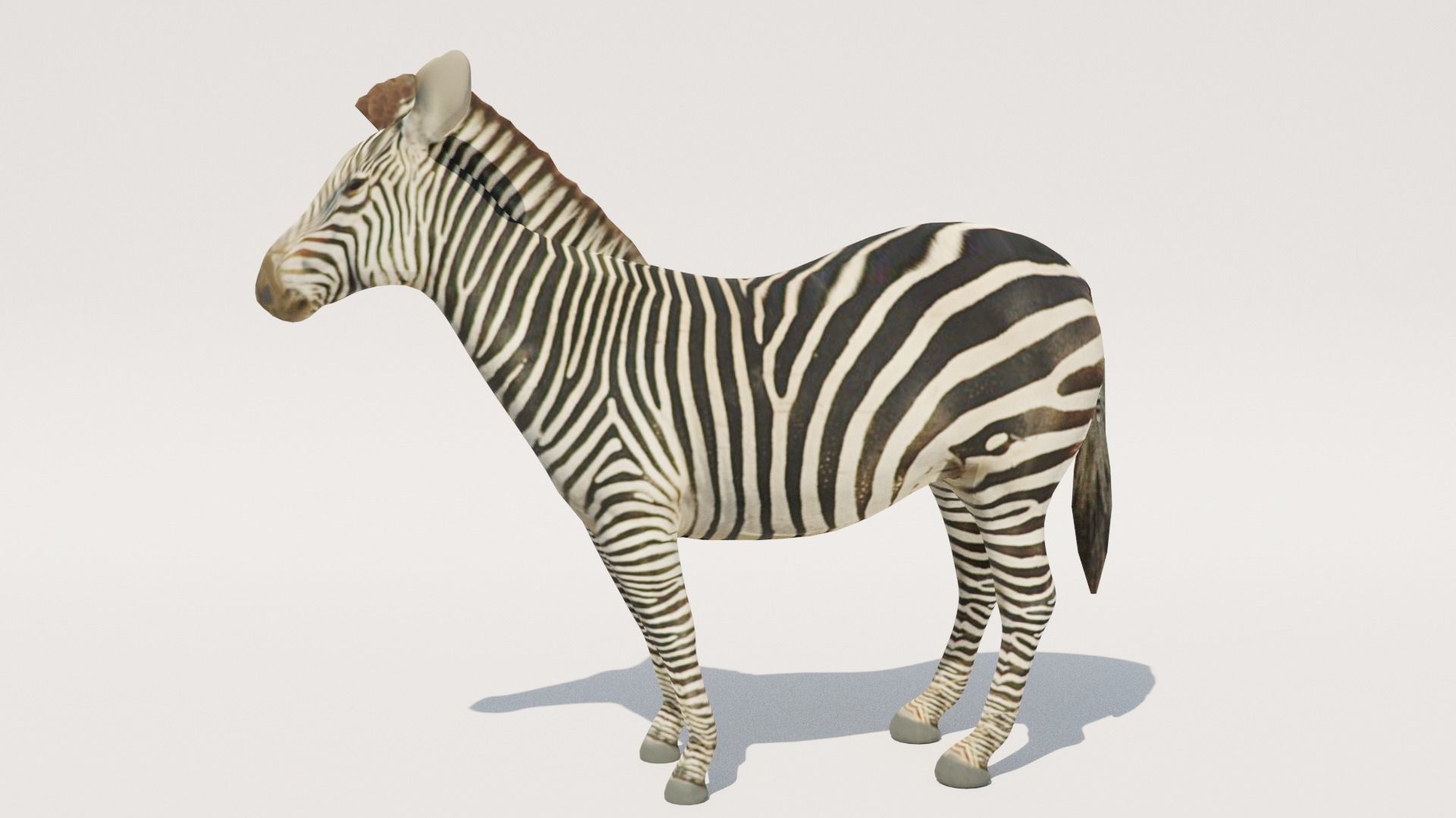 Low-Poly Zebra Low-poly 3D model_1