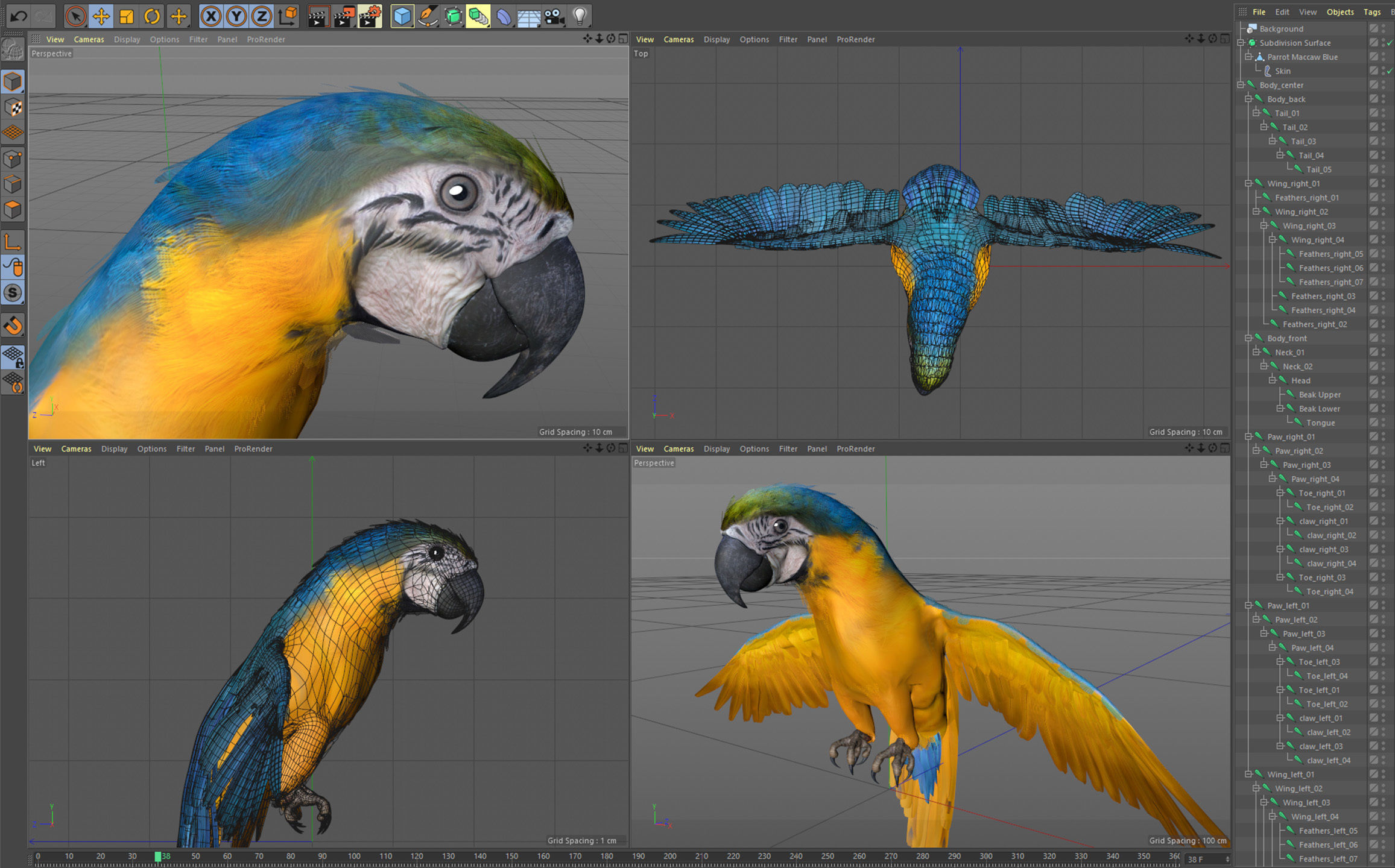 Animated Blue Parrot 3D model_9