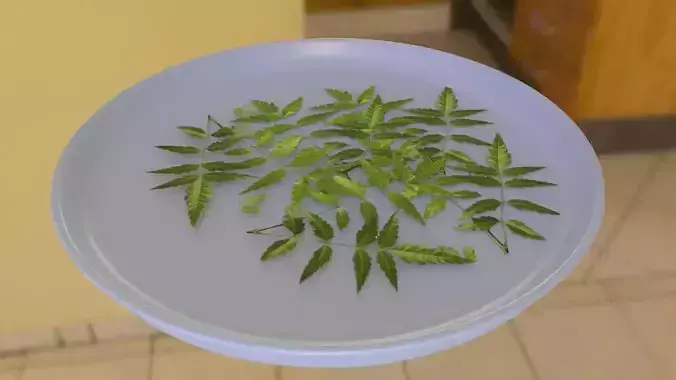 Neem Leaves Low-poly 3D model
