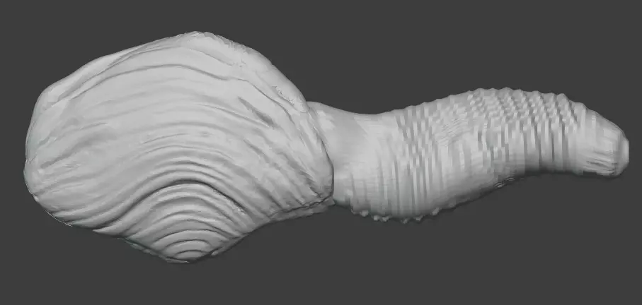 Geoduck shell 3D print model_0