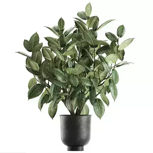Ficus tree in a pot for the interior 849